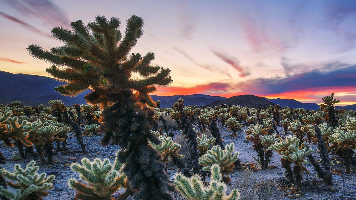 Joshua Tree národní park