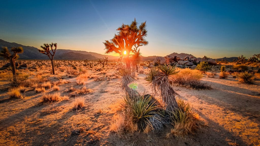 Park Joshua Tree při západu slunce