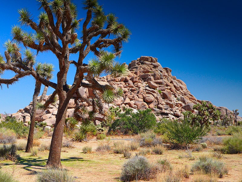 Stromy Jushua v národním parku Joshua Tree