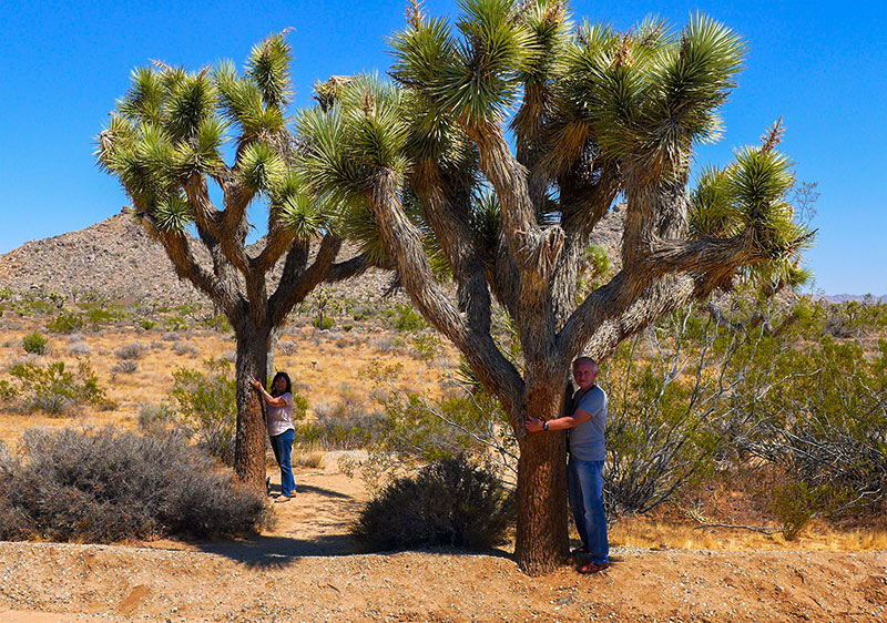 Stromy Joshua Tree v národním parku