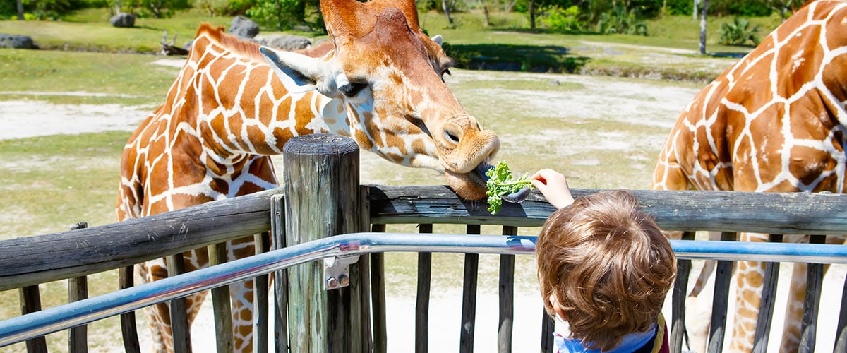 Zoo v Miami