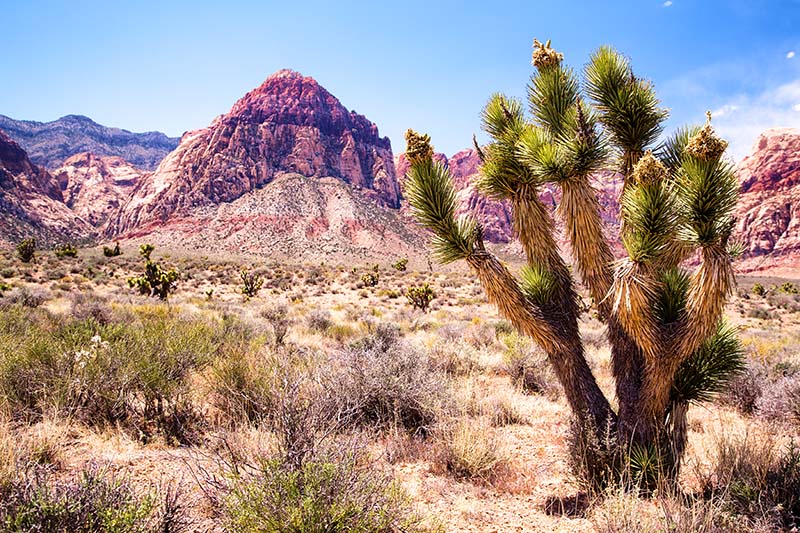 Red Rock Canyon